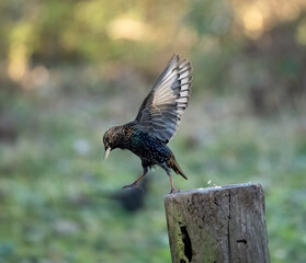 Star (Sturnus vulgaris)