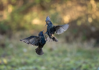 Star (Sturnus vulgaris)