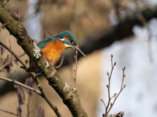 Eisvogel (Alcedo atthis)