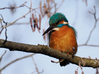 Eisvogel (Alcedo atthis)