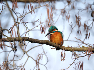 Eisvogel (Alcedo atthis)
