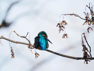 Eisvogel (Alcedo atthis)