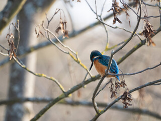 Eisvogel (Alcedo atthis)