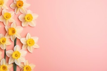  a bunch of white and yellow daffodils on a pink background with space for a text or an image of a bouquet of daffodils on a pink background.