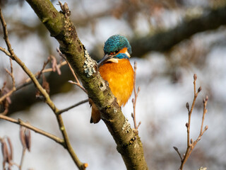 Eisvogel (Alcedo atthis)