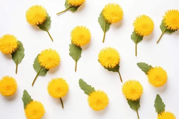 Fotobehang  a bunch of yellow dandelions with green leaves on a white background with space for a text or an image to put on the bottom of the dandelions. © Shanti