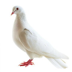 dove on a white background