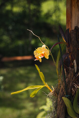 small yellow hanging orchid-like flower on blurred natural background