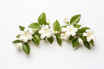  a branch of white flowers with green leaves on a white background, top view, flat lay, copy - up, copy - up, copy - space for text.