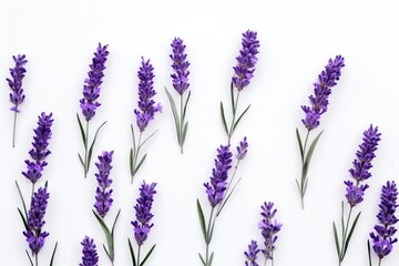 a bunch of purple lavender flowers on a white background, top view, flat lay, copy - up, copy - up, copy - up, copy - up.