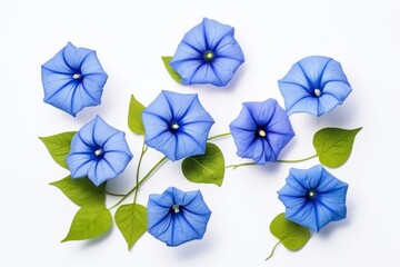  a group of blue petunias with green leaves on a white background, top view, flat layed on a white surface, with copy space for text. - obrazy, fototapety, plakaty