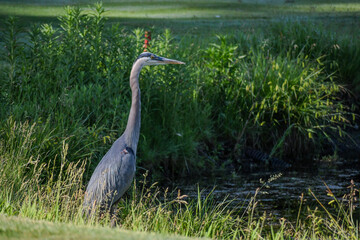 great blue heron in the marsh