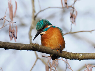 Eisvogel (Alcedo atthis)
