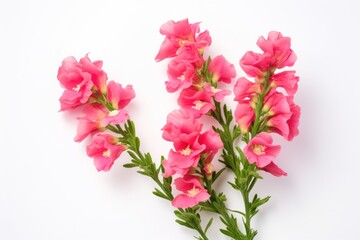  a group of pink flowers sitting on top of a white counter top next to a green leafy plant on top of a white counter top of a white surface.