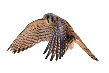 American Kestrel (Falco sparverius) High Resolution Photo, in Flight, on a Transparent PNG Background