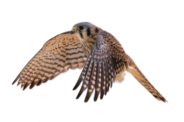 American Kestrel (Falco sparverius) High Resolution Photo, in Flight, on a Transparent PNG Background