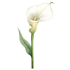 Obraz premium Single wedding calla lily in watercolor style isolated on white background
