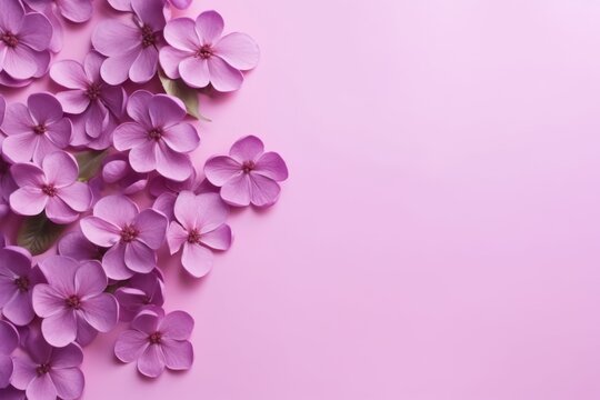  purple flowers on a pink background with space for a text or image stock photo - 12299997, shutter shutter, shutterstocker, shutter, shutter, shutter, shutter open.