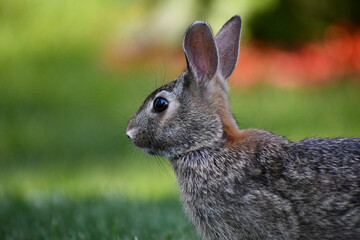 Rabbit in Lawn