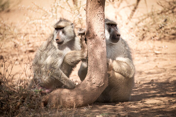 Chilling yellow baboons under an acacia tree in the kenian savannah