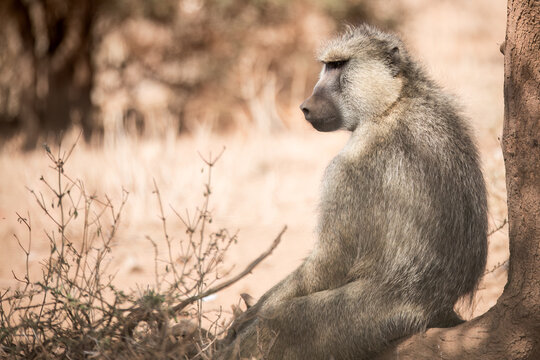 yellow baboon sitting on the ground, Kenya