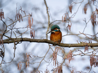 Eisvogel (Alcedo atthis)