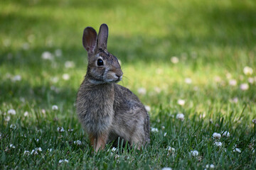 Rabbit in Field
