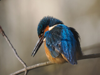 Eisvogel (Alcedo atthis)