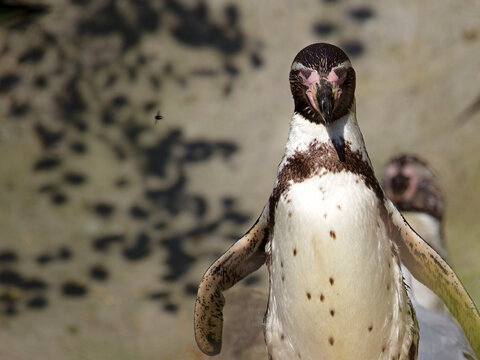 Humbold Penguin funny glimpsing a fly on the left. 