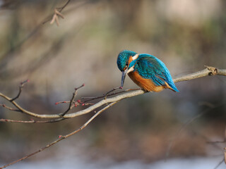 Eisvogel (Alcedo atthis)