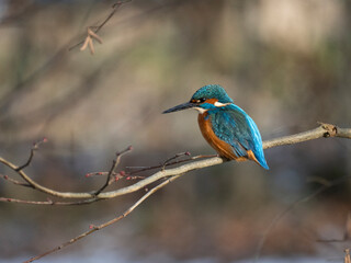 Eisvogel (Alcedo atthis)