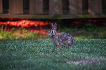 rabbit in the garden