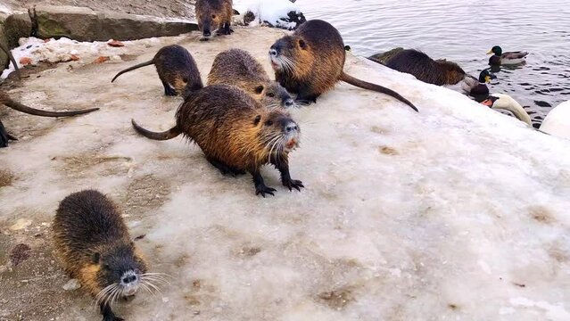 A view of river otters waiting for food, ducks and pigeons feeding on the banks of the Morava River