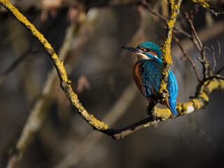 Eisvogel (Alcedo atthis)