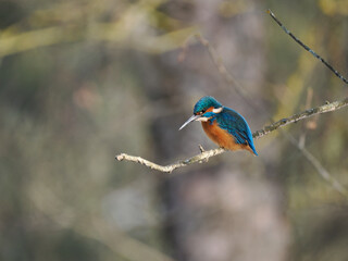 Eisvogel (Alcedo atthis)