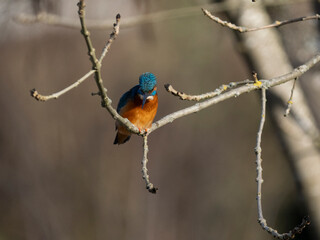 Eisvogel (Alcedo atthis)