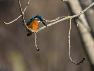 Eisvogel (Alcedo atthis)