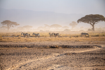 herd of zebra's in the african savannah