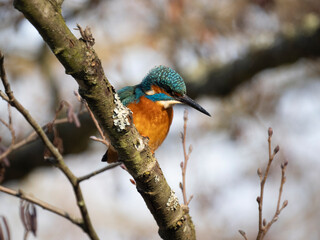 Eisvogel (Alcedo atthis)