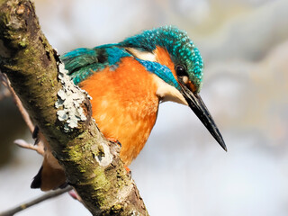 Eisvogel (Alcedo atthis)