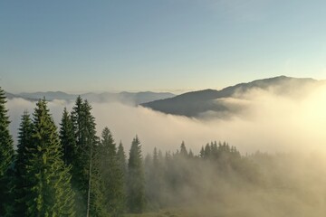 Aerial view of beautiful conifer trees in mountains covered with fog at sunrise - obrazy, fototapety, plakaty