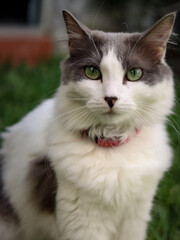 White and grey cat