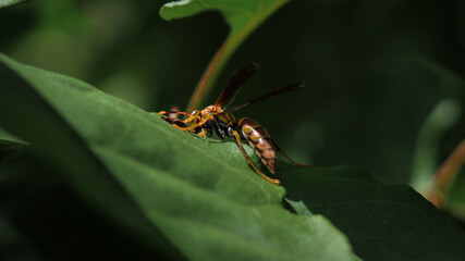 hornet
