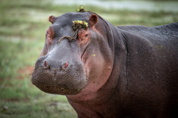 Portrait of a hippo in Kenya