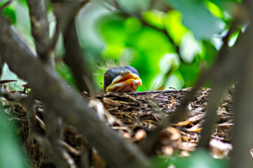 Sabiá Laranjeira IMG_1399