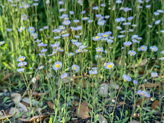 Patch of small Pink Fleabane Flowers growing abundantly in a field on a sunny day