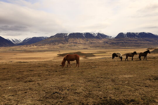 View on a horse in a valley in the Northeastern Region of Iceland