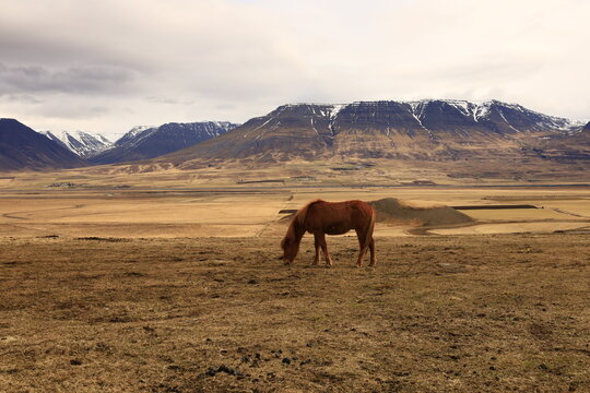 View on a horse in a valley in the Northeastern Region of Iceland