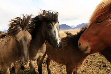 Obraz premium View on a horse in a valley in the Northeastern Region of Iceland