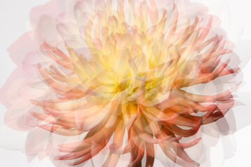 dahlia double exposure